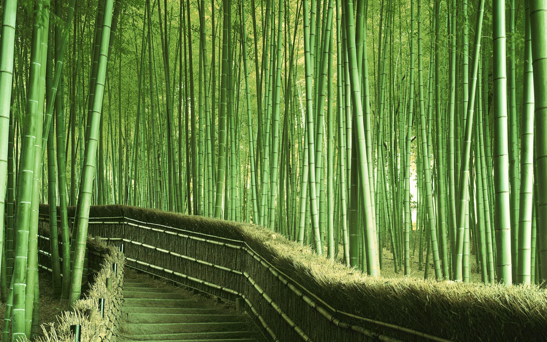 Desktop Bamboo HD Wallpaper