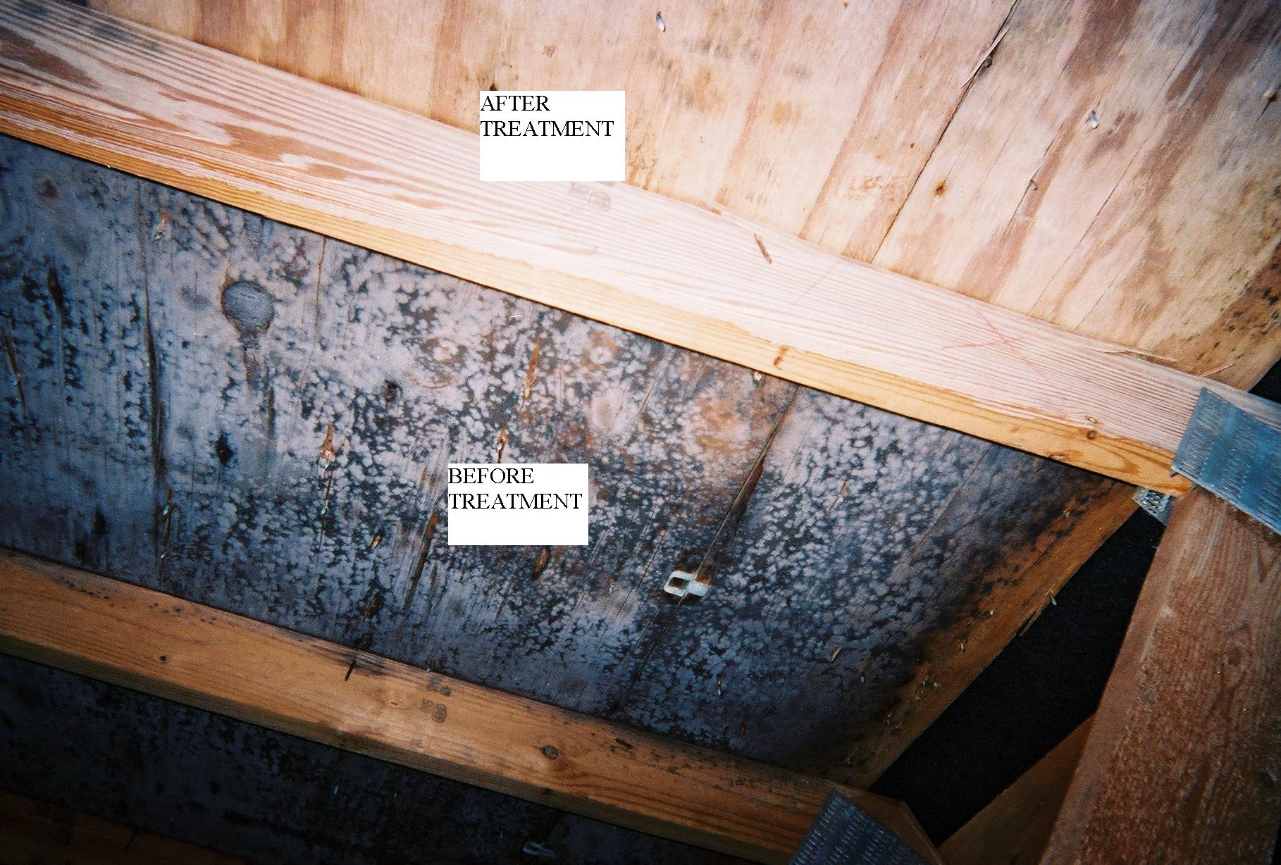 Black Mold In The Attic A Source Of Health Problems Envirotech