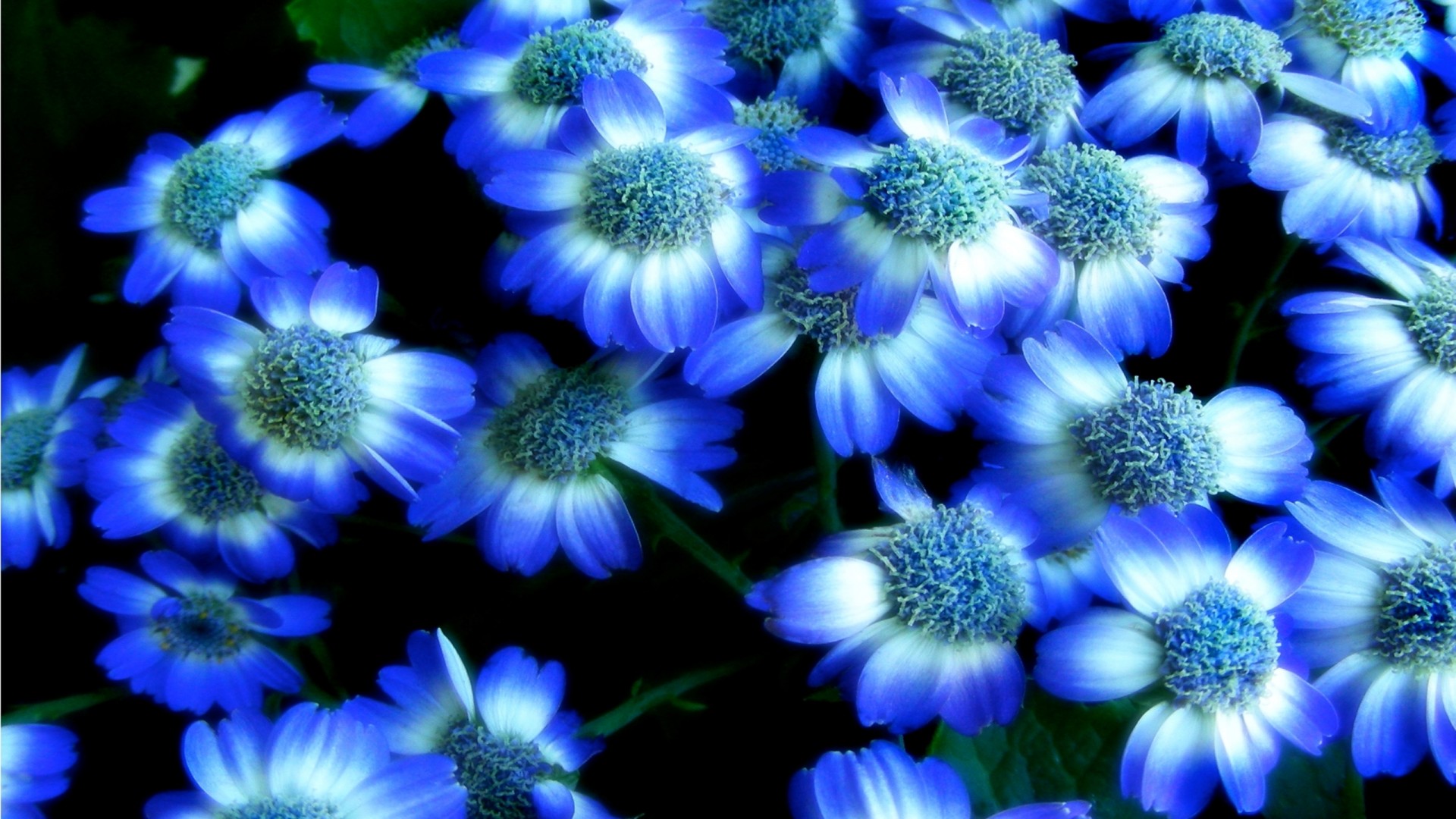 Blue Flowers Background Beautiful Flower Wallpaper Lotus