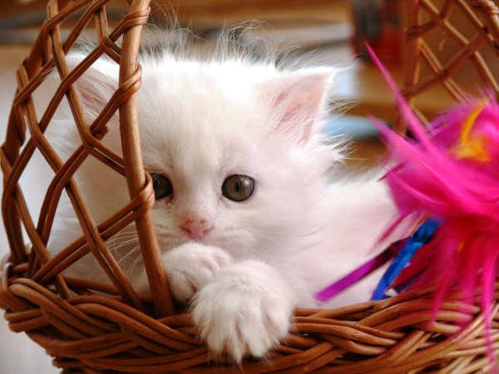 Cute White Cats HD Wallpaper Beautiful Pictures