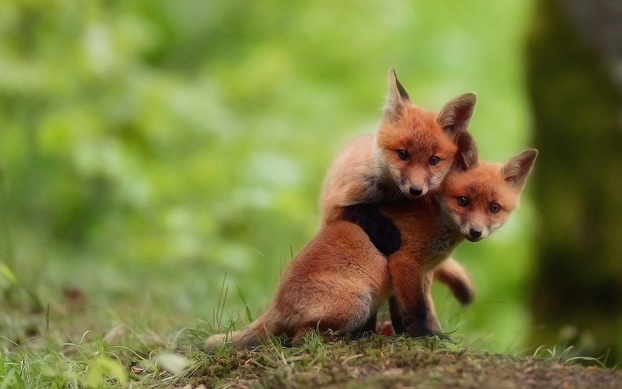 Baby Fox Wallpaper Animals