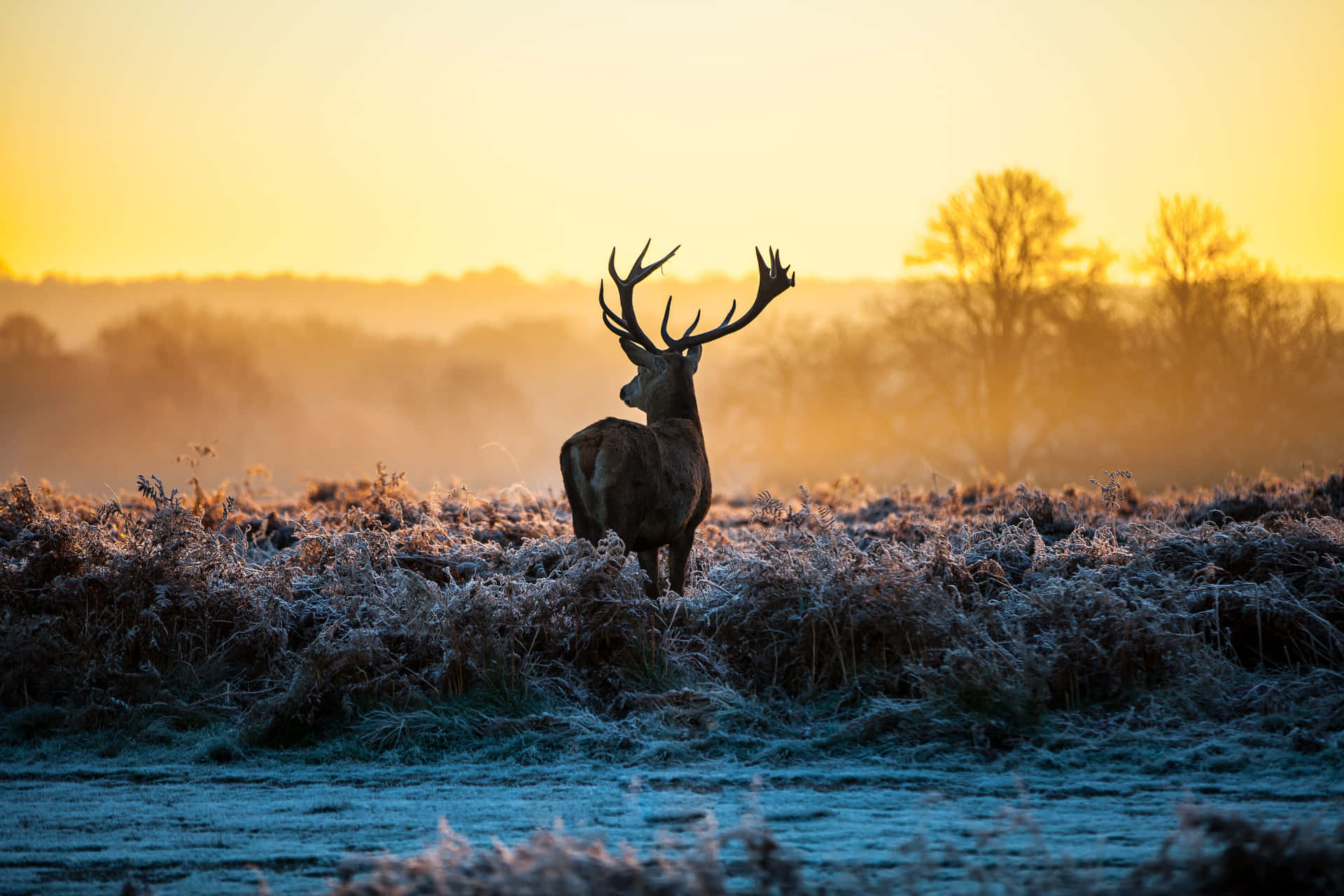 Deer Desktop Wallpaper
