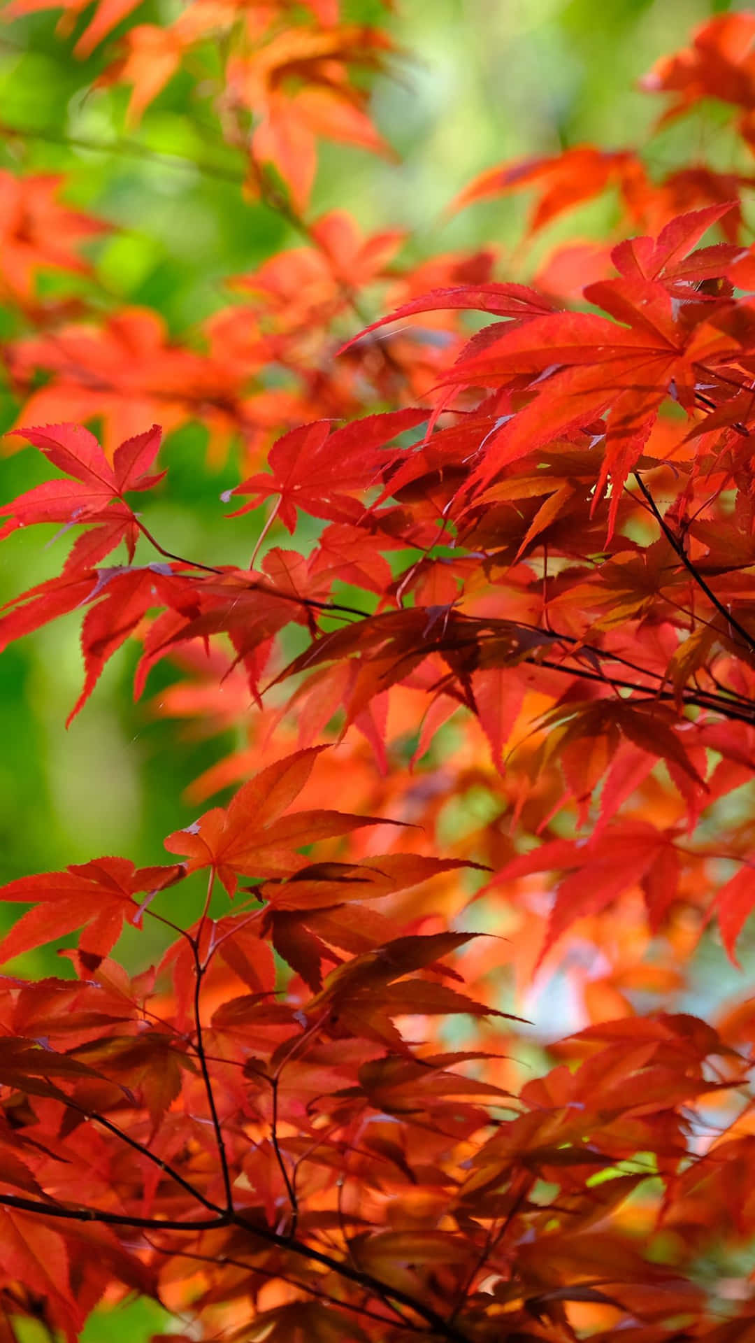 Fall Leaves iPhone Wallpaper
