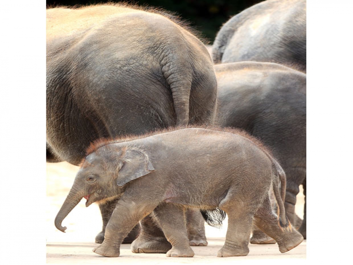 Baby Elephant Child Wallpaper S