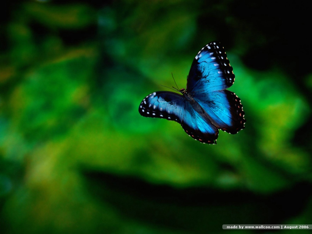 Butterfly Wallpaper Desktop HD In Cute Imageci