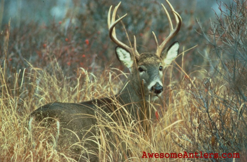 Big Whitetail Deer Buck Wallpaper P1q Eu Funny Pics