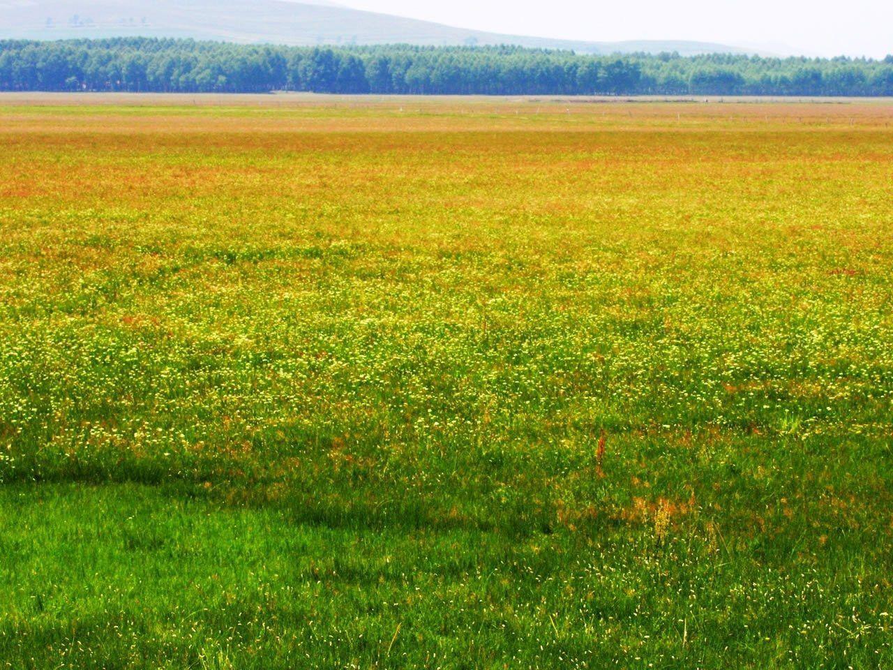 Grassland Background