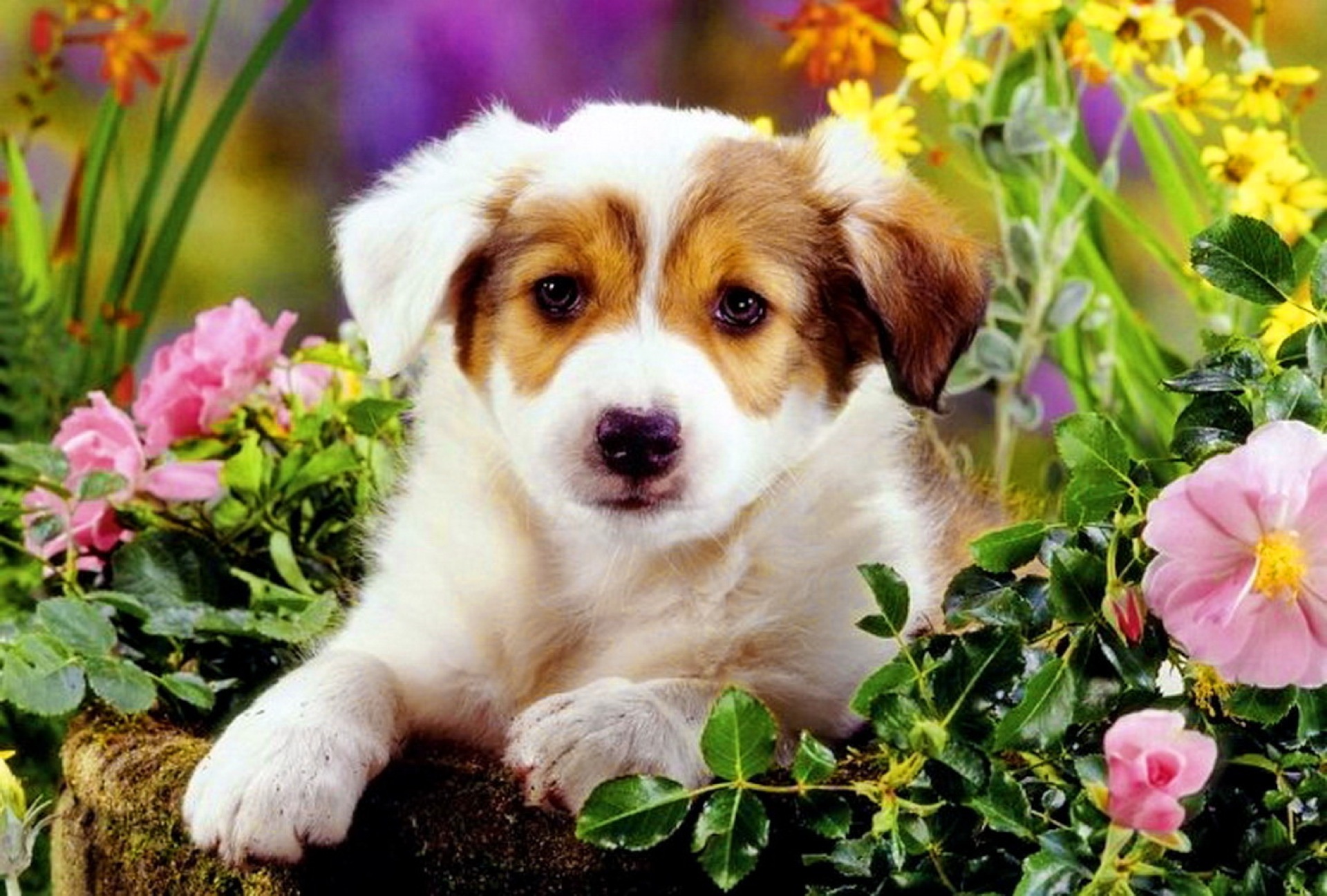 Cute Puppies In Spring Flowers Car Tuning
