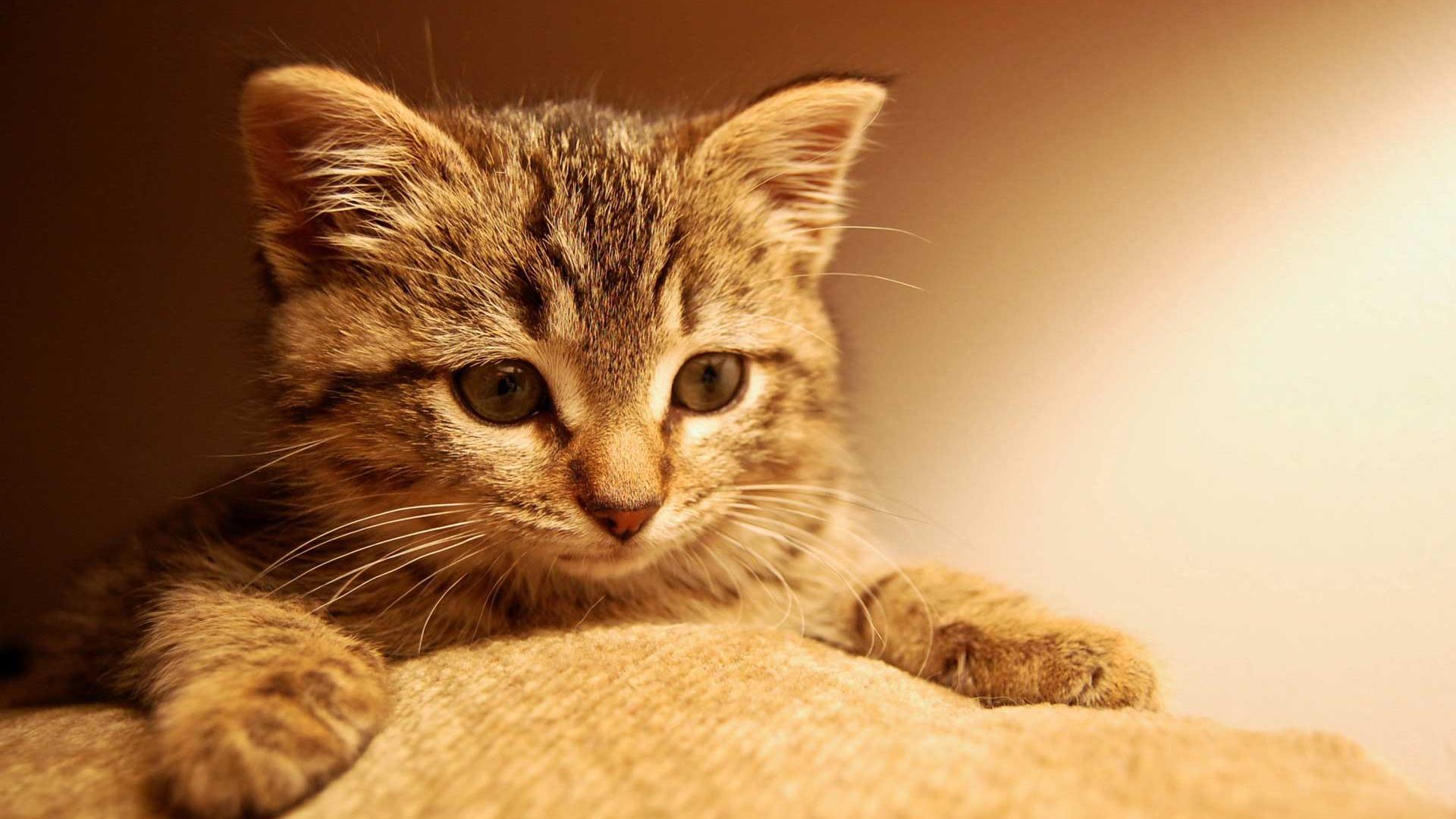 Cute Kitten Wallpaper