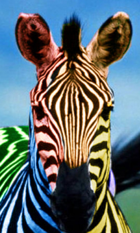 Cute Baby Zebras Wallpaper Zebra