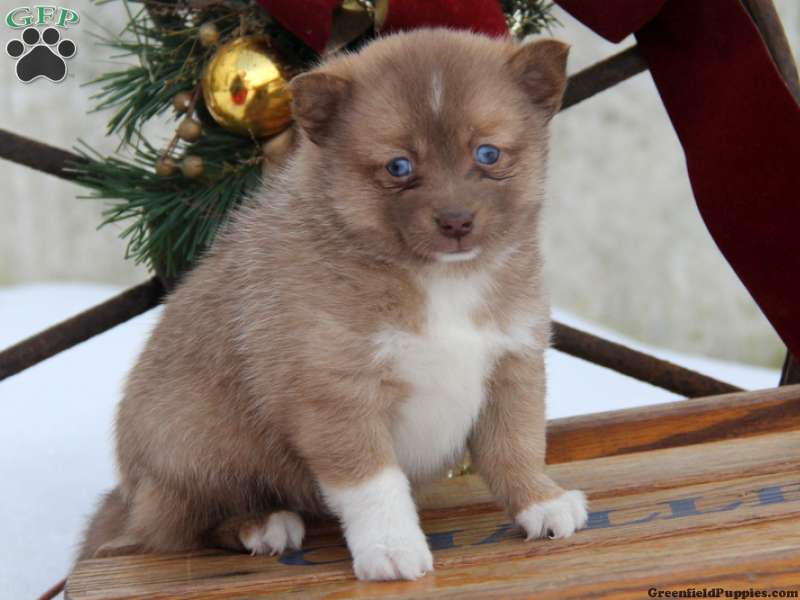 Related Pictures Pomsky Puppies