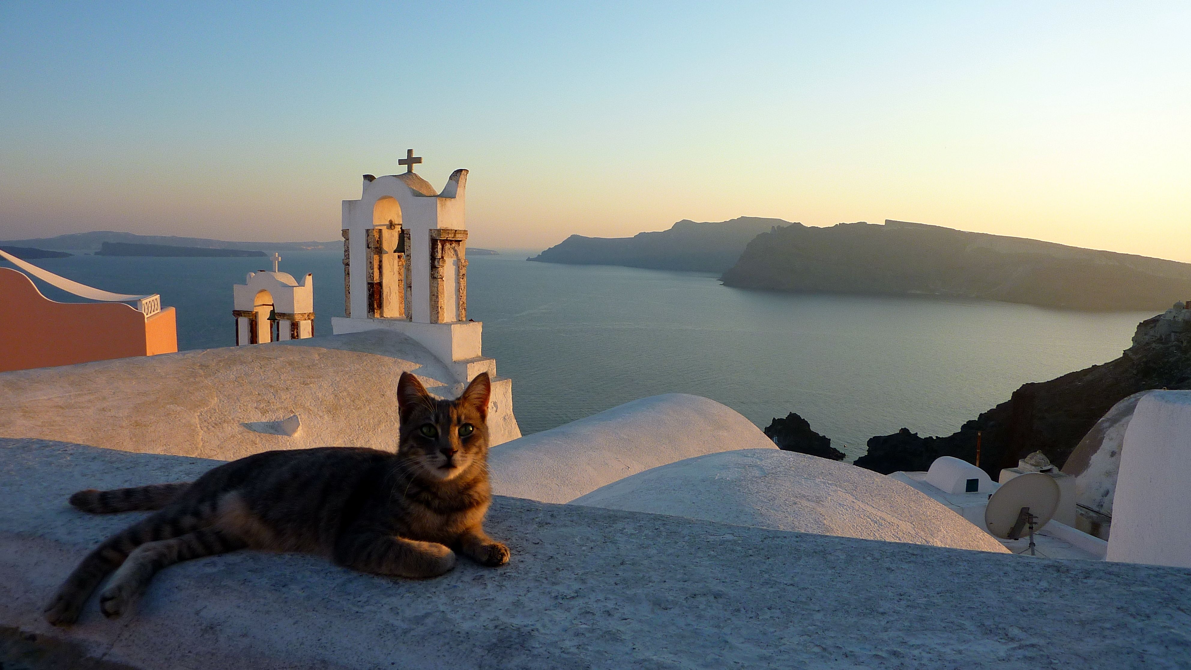 Greek Cat Santorini Greece Cats Cats Cat kennel Cute cats 3968x2232