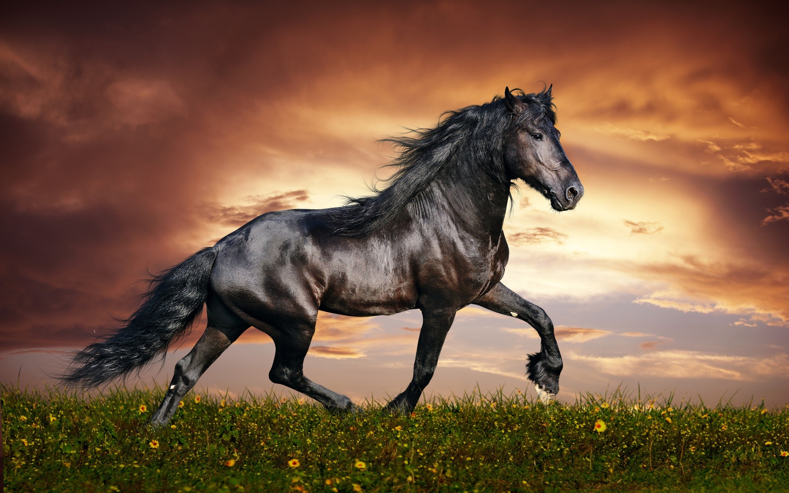 Arabian Black Horse Wide Desktop Wallpaper New HD