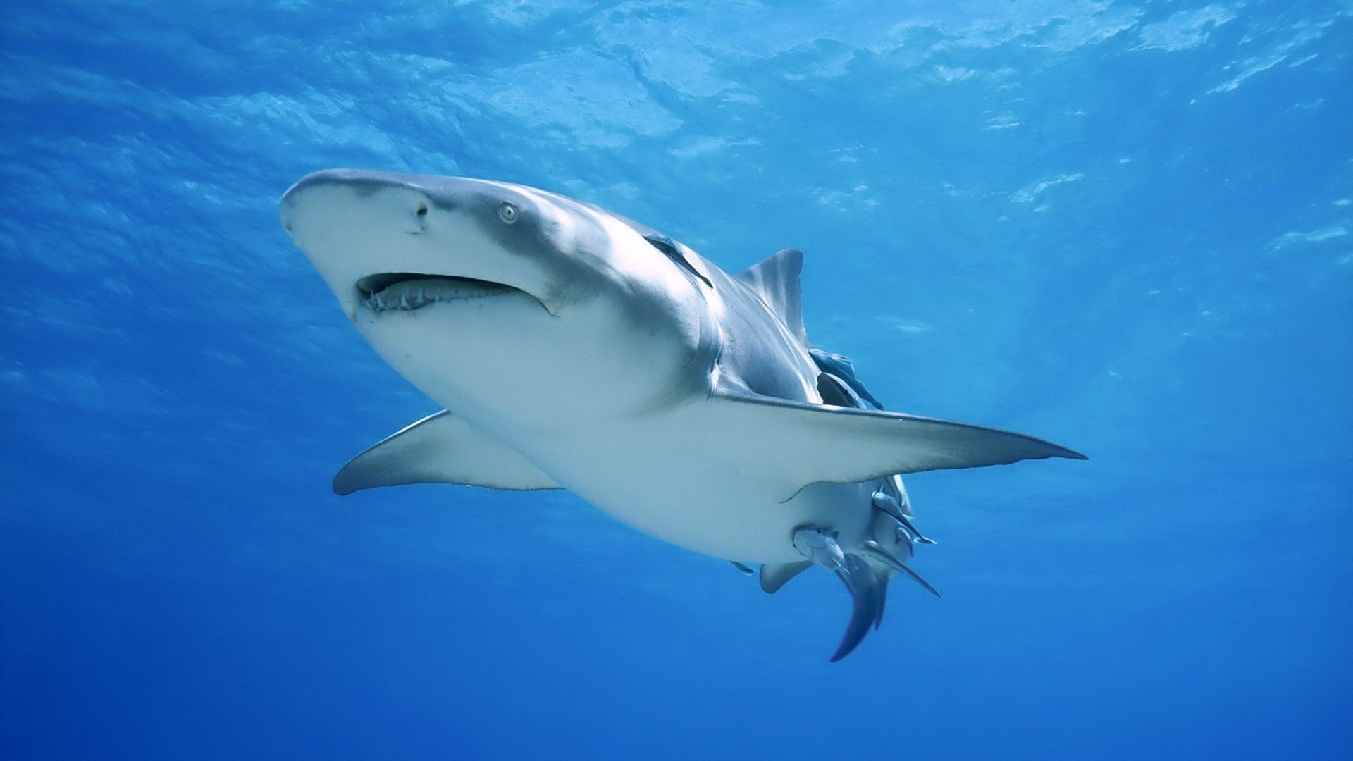 Underwater Strong Bull Shark Wallpaper HD