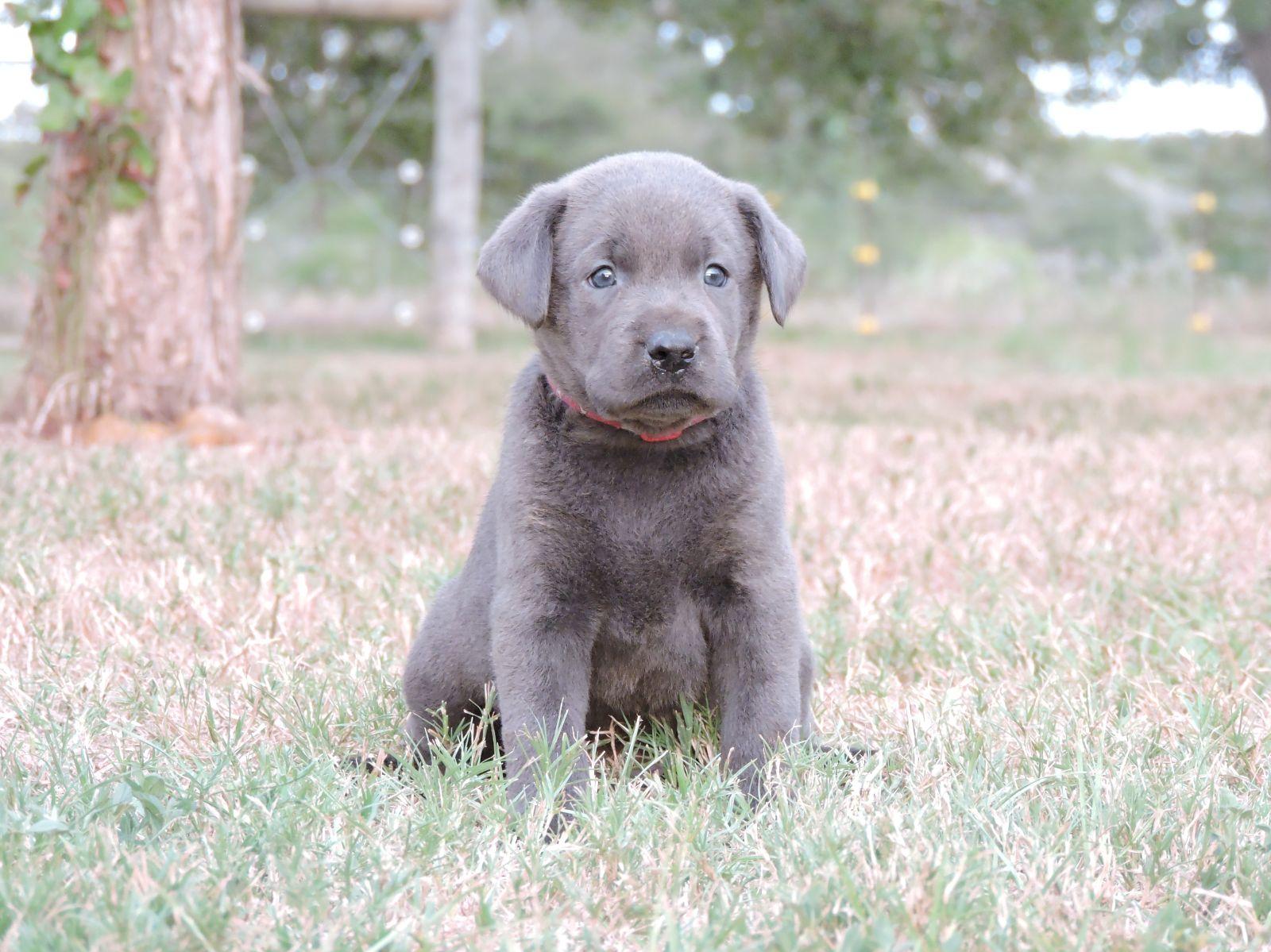Silver Lab Puppies For Sale Labs