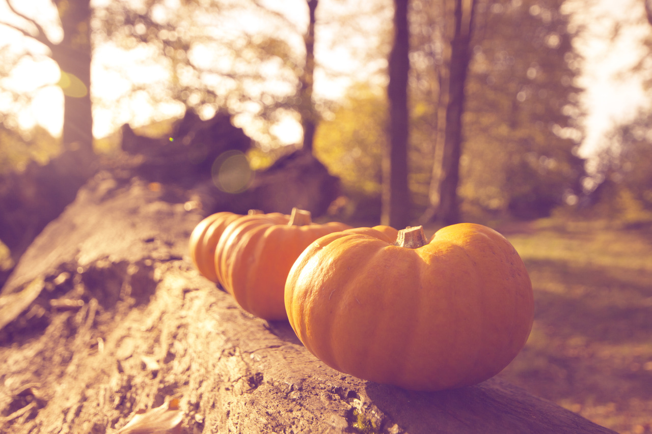 Autumn Pumpkins Image Pictures Becuo