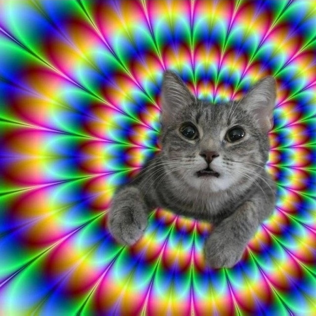 Trippy Cats