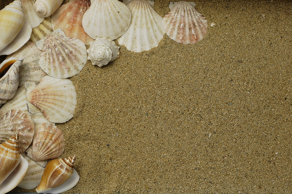 Sea Shells Wallpaper Art Prints Posters Desktop