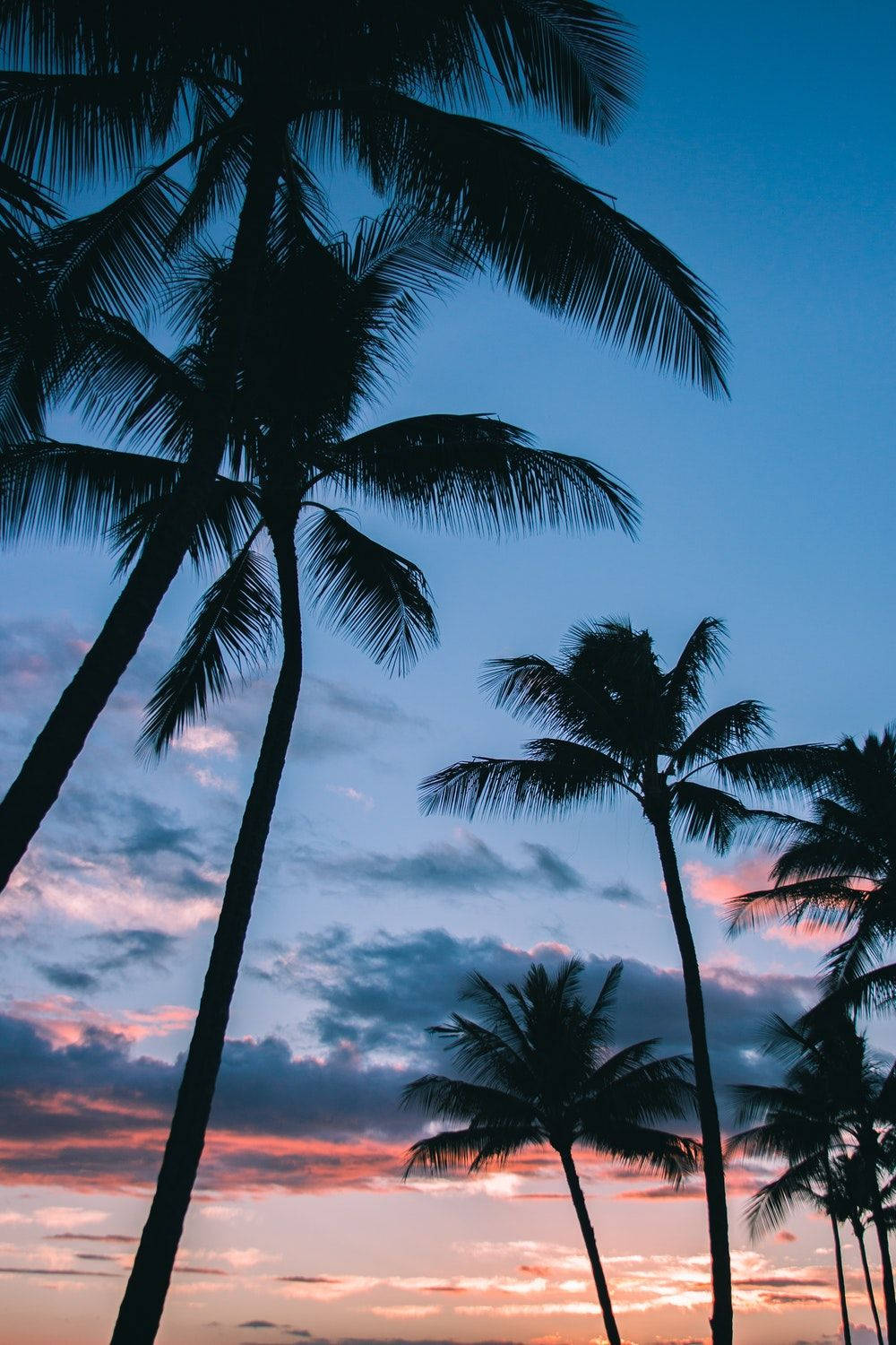 Coconut Tree Wallpaper