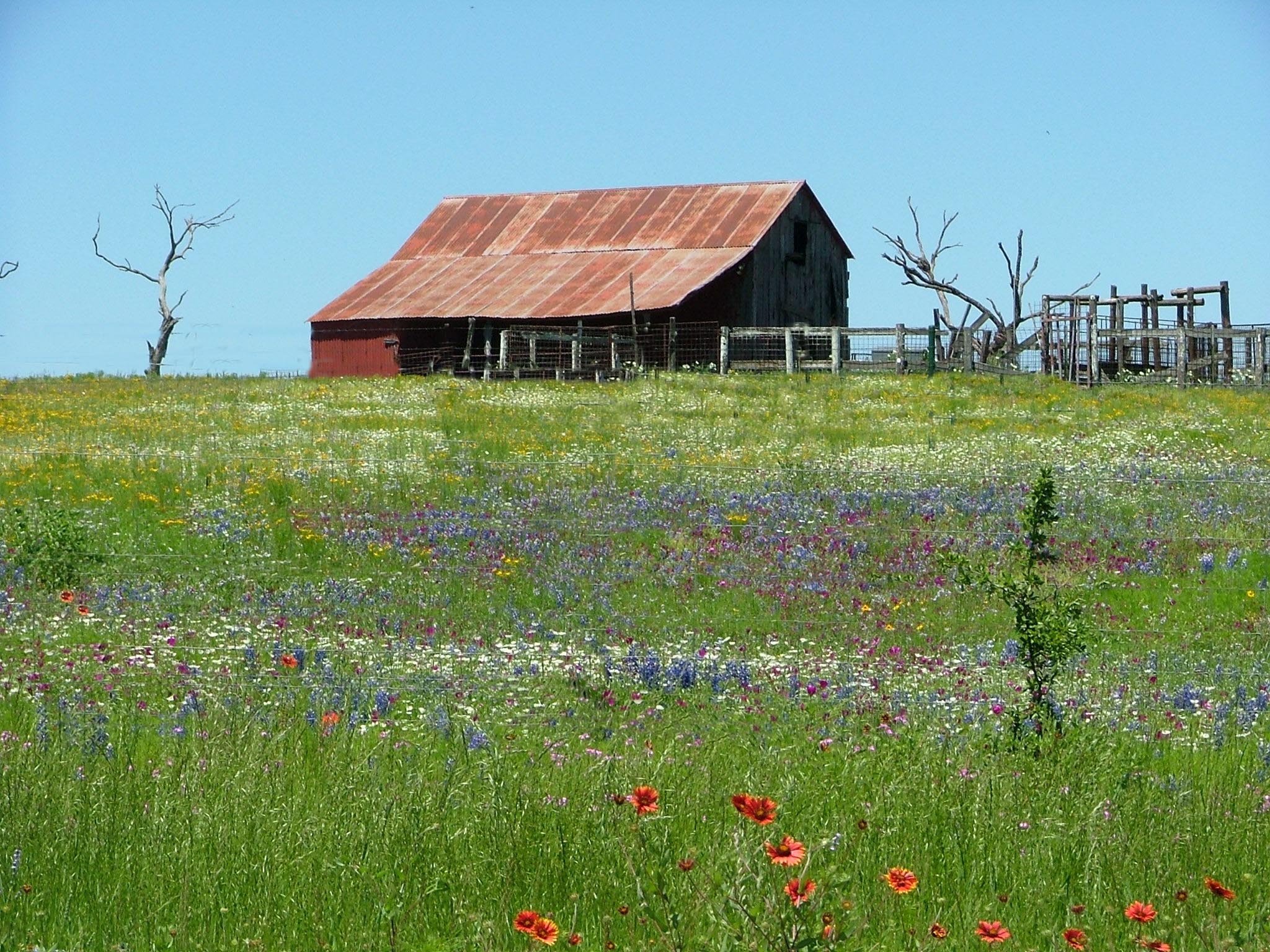 Texas Hill Country Barn In Wildflowers Rustic Image Foundmyself