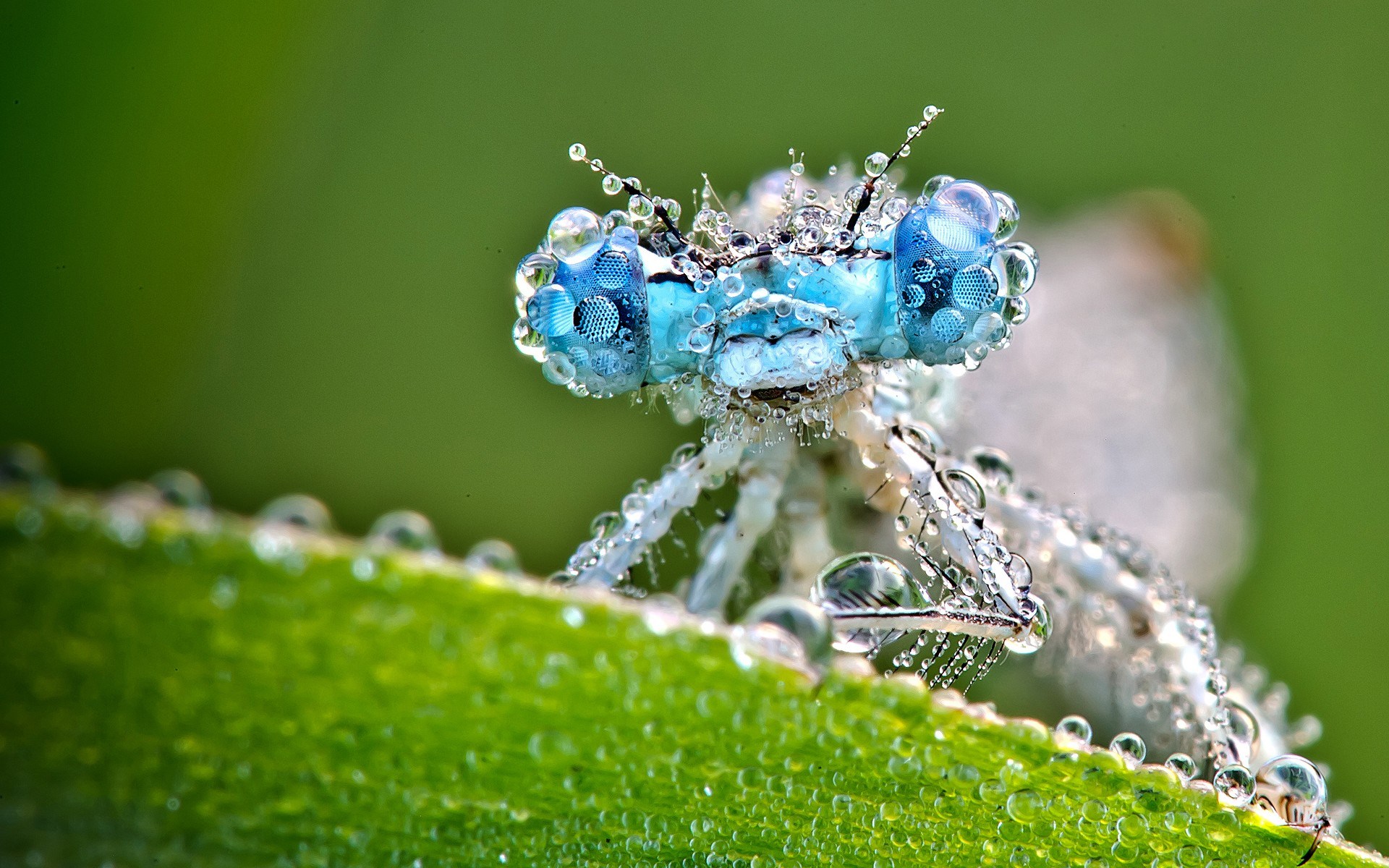 Dragonfly Insect Dew Drops Wallpaper Size Amazingpict