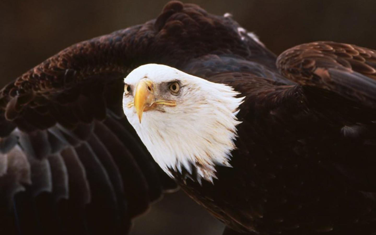 American Bald Eagle Wallpaper Photo And All