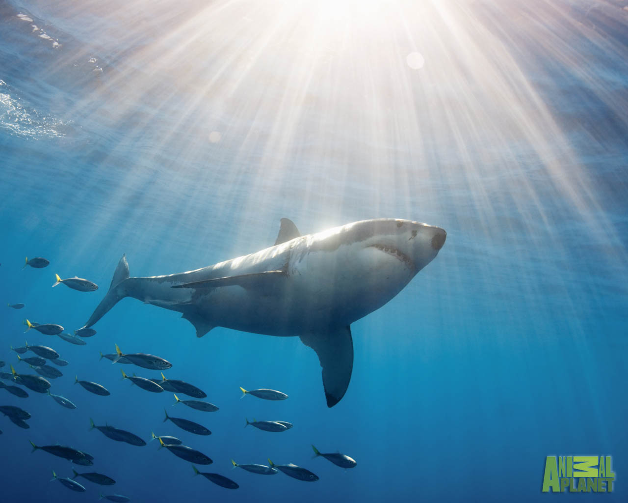 Great White Shark Wallpapers Great White Shark Myspace Backgrounds 1280x1024