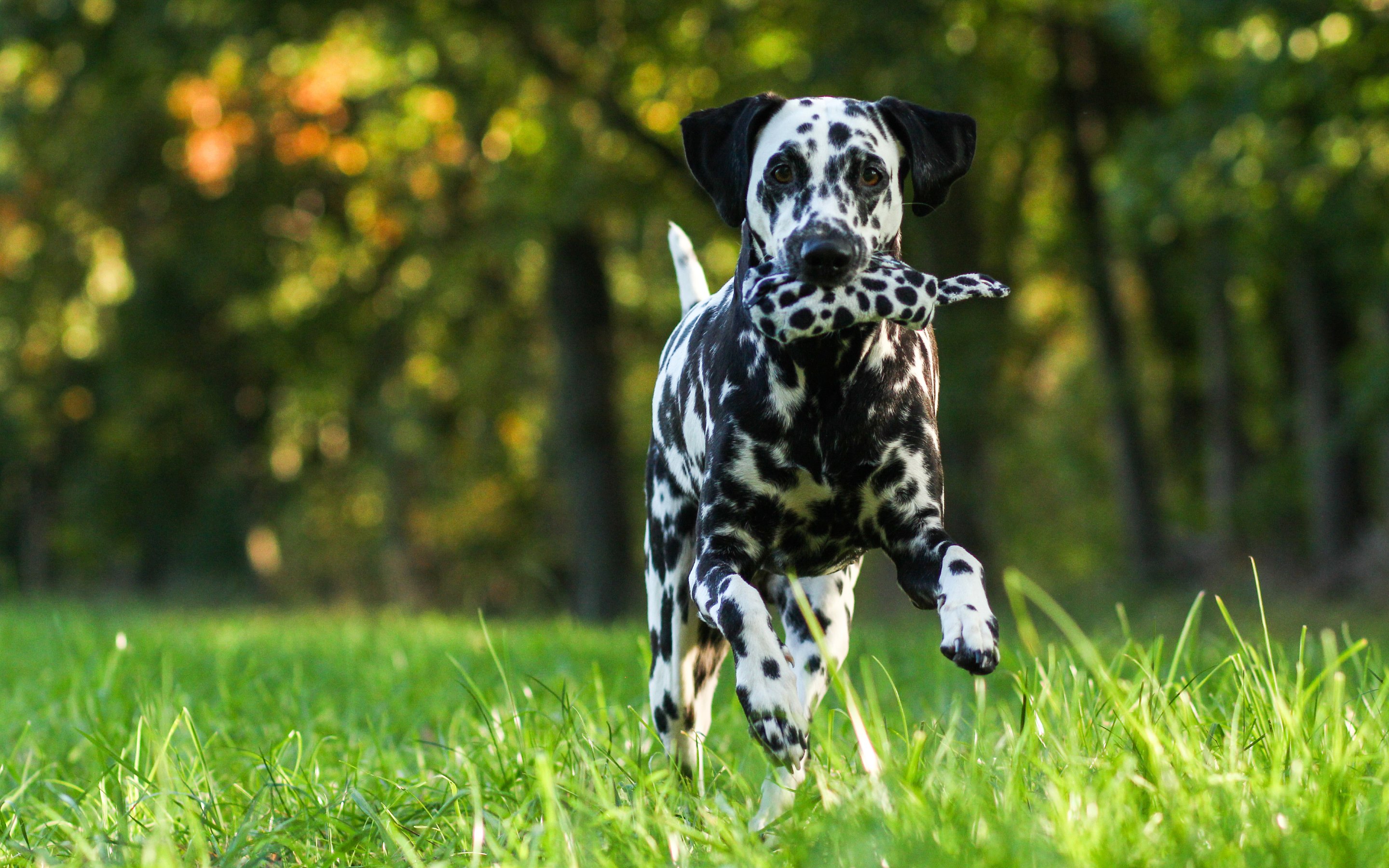 Dalmatiandogwallpaper HD Wallpaper Nu