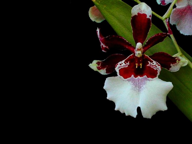 White Moon Orchid Wallpaper HD