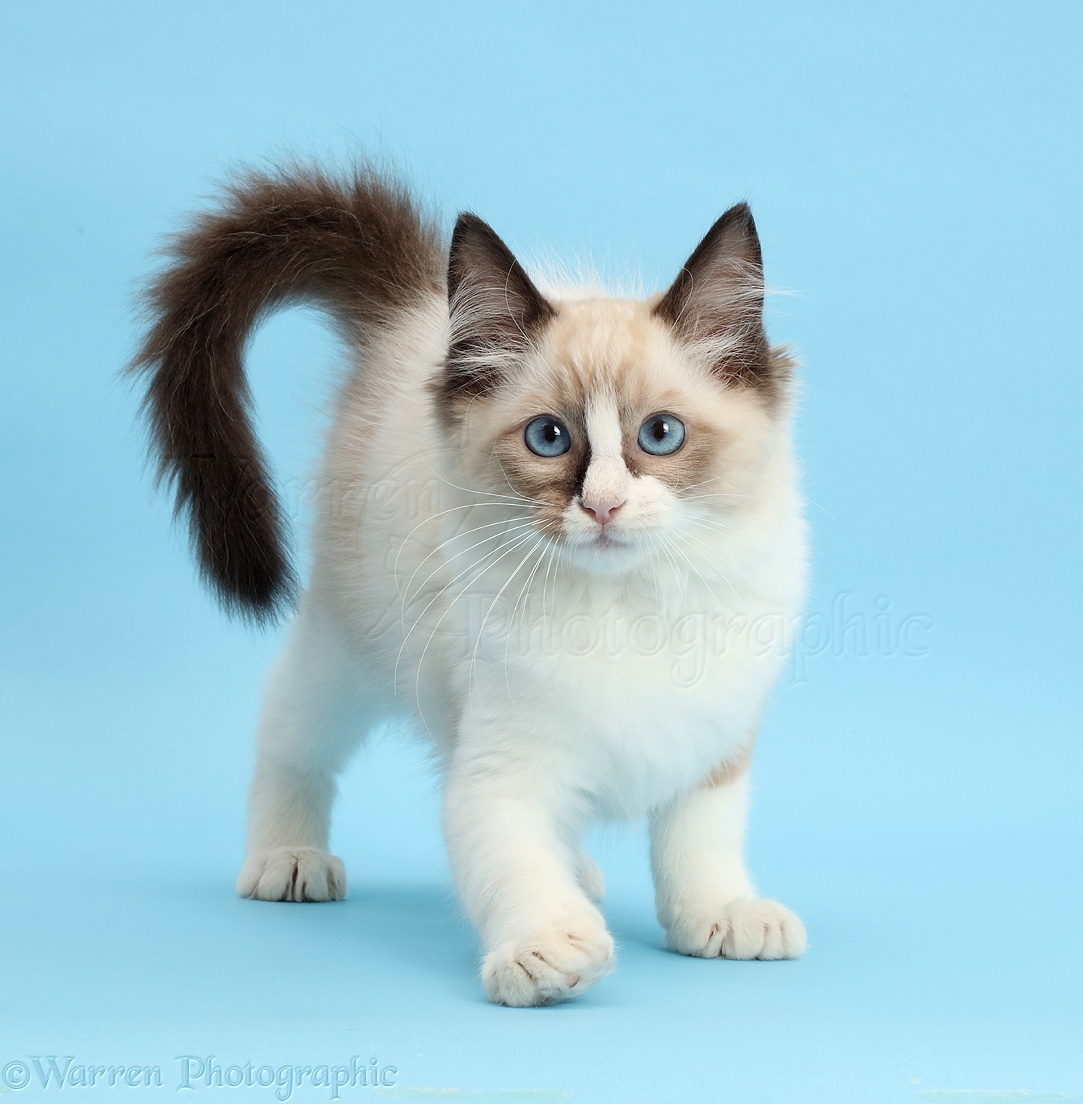 Ragdoll Kitten Weeks Old On Blue Background Photo Wp44733