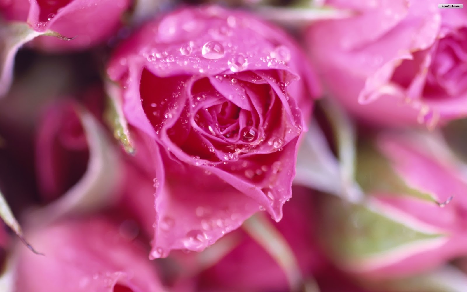 Roses Pink Background Wallpaper