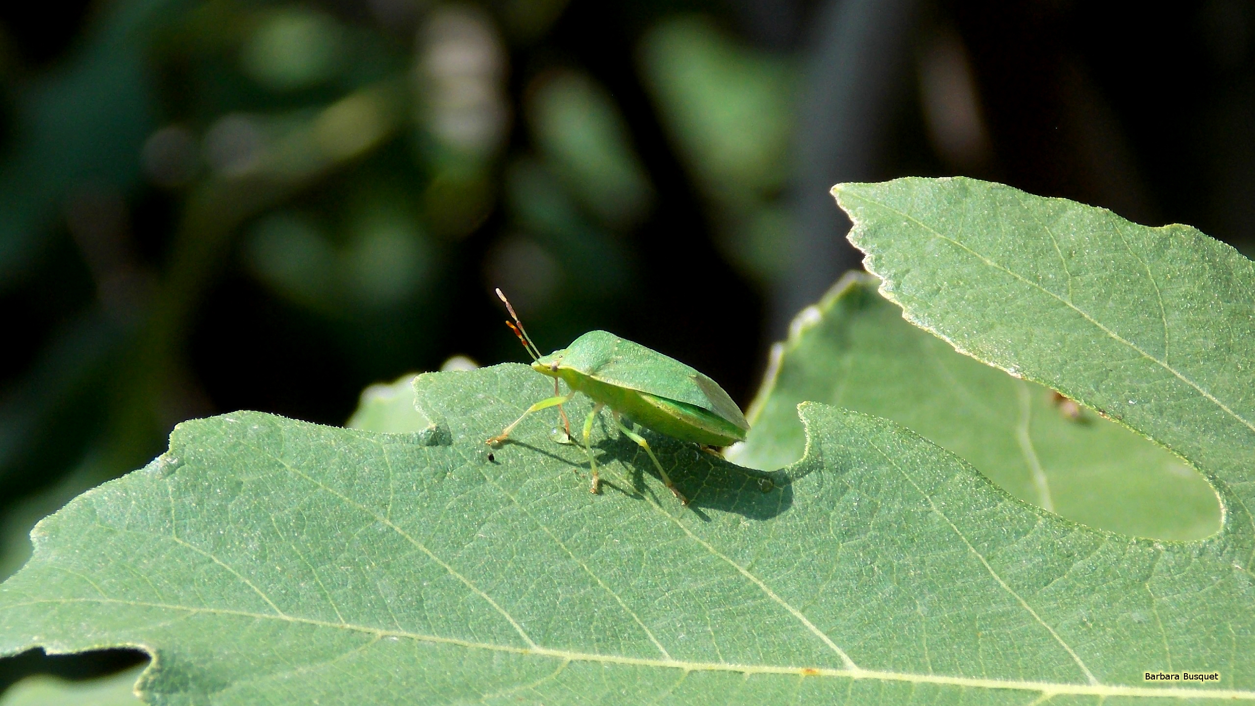Green Shield Bug On A Leaf