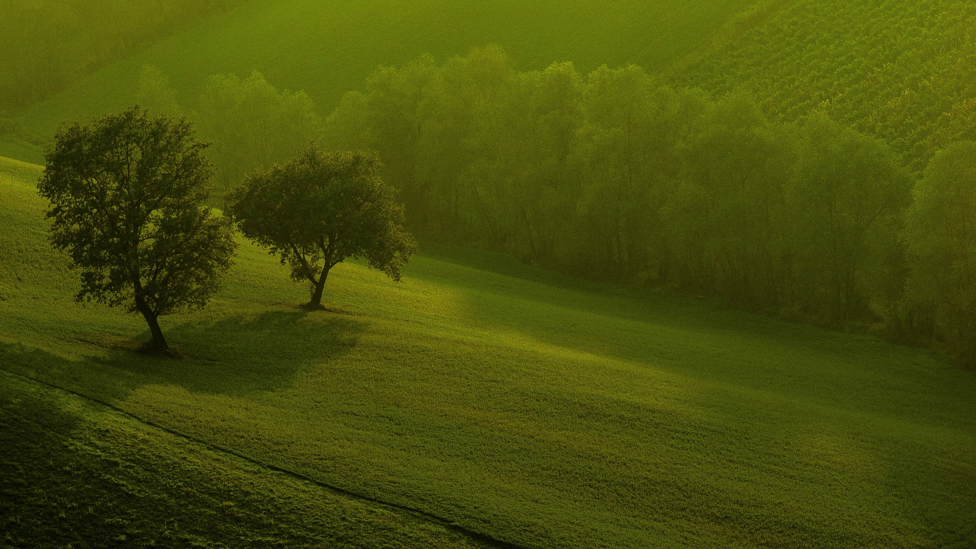 3d HD Windows Wallpaper Green Nature For Your