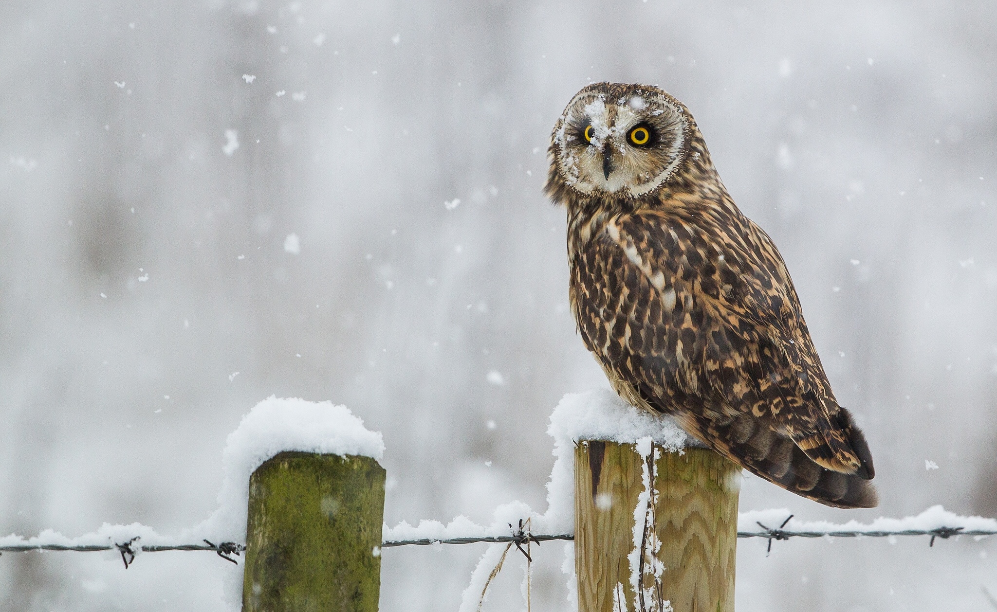 Owl Winter Snow Blizzard Flakes Wallpaper