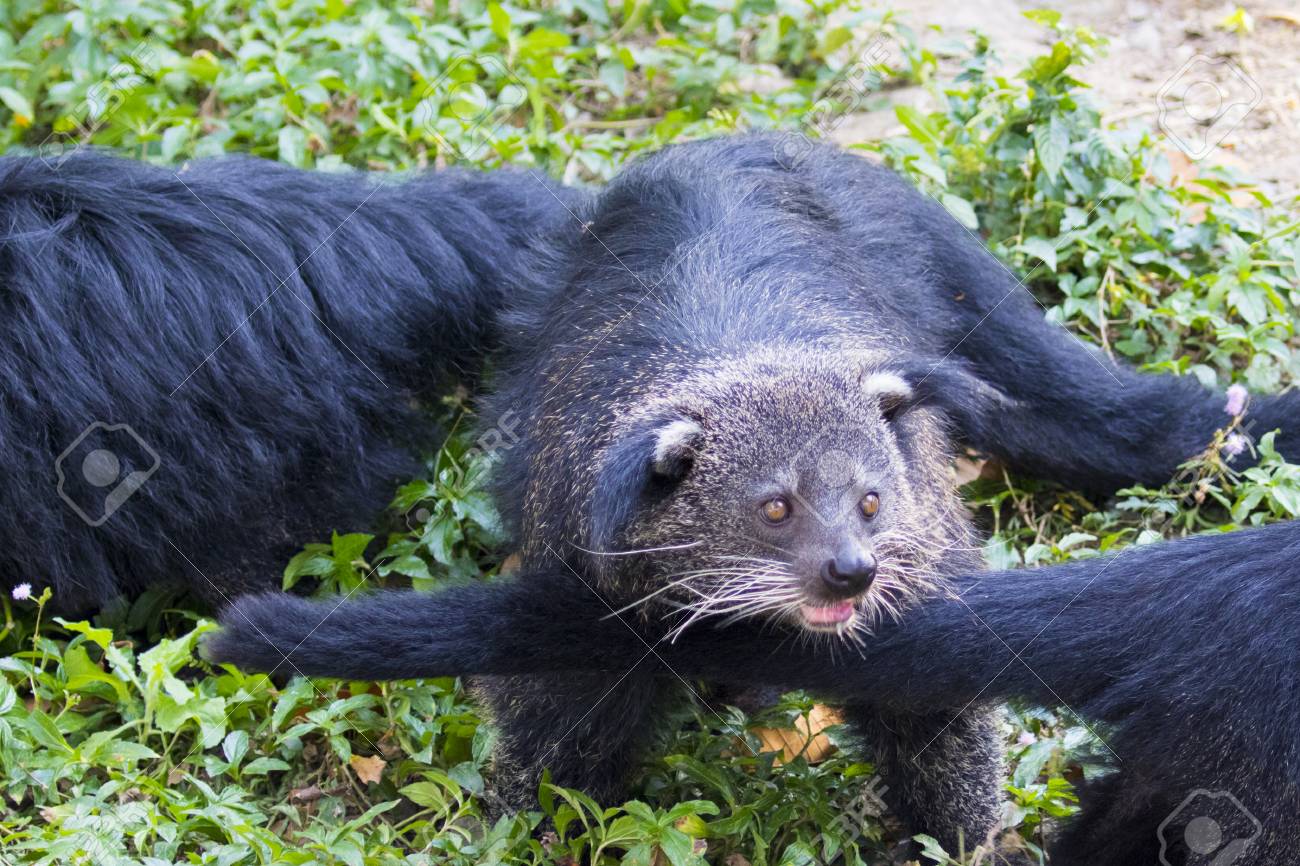 Free download Image Of A Binturong Or Bearcat On Nature Background Wild