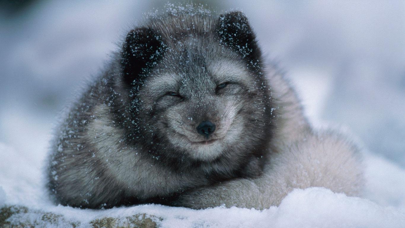 Polar Fox Cub Arctic In Winter Belinda