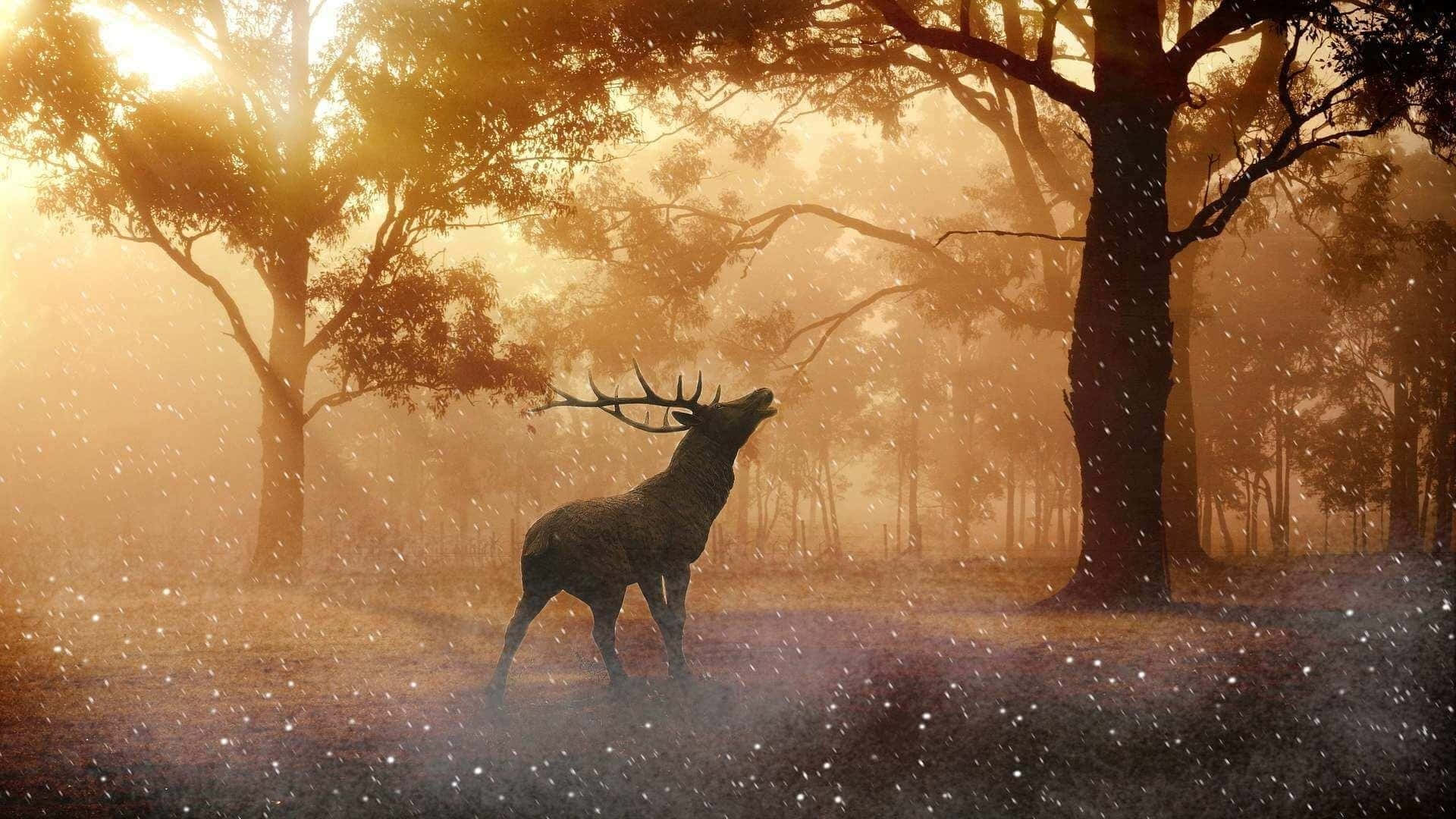 Deer Desktop Wallpaper