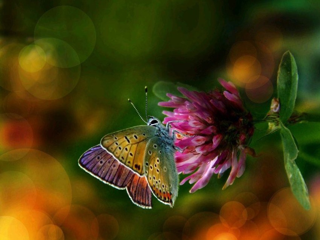 Colorful Wings Flower Butterfly Background Wallpaper