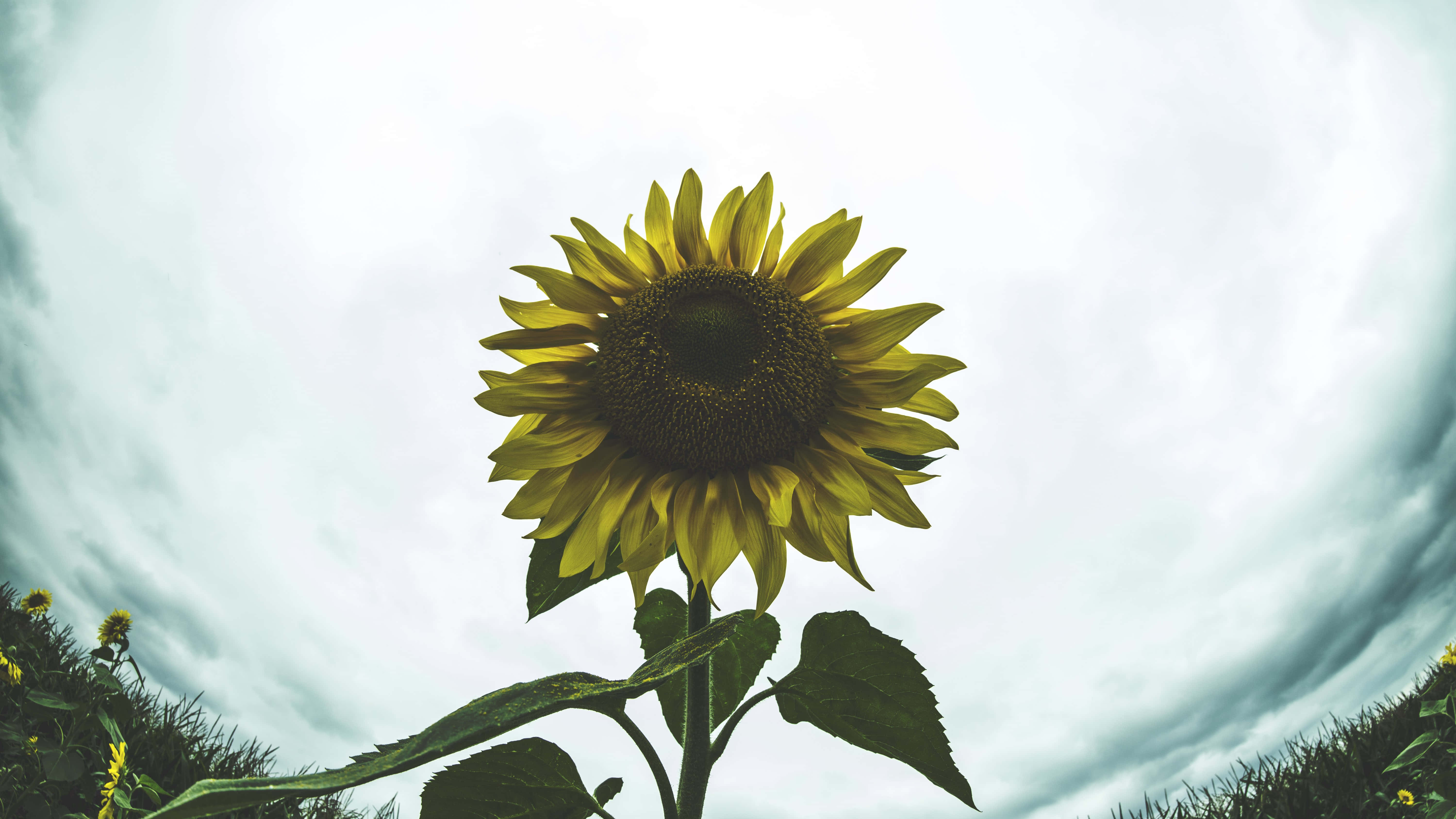 Dark Sunflower Wallpaper