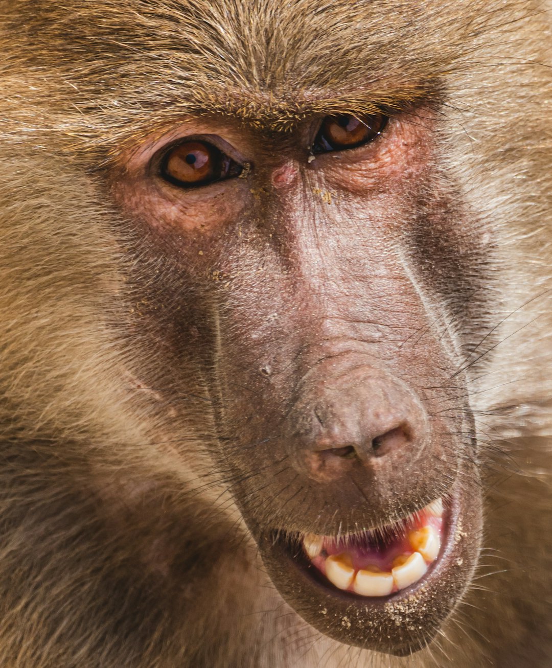 Baboon Picture Wallpaper