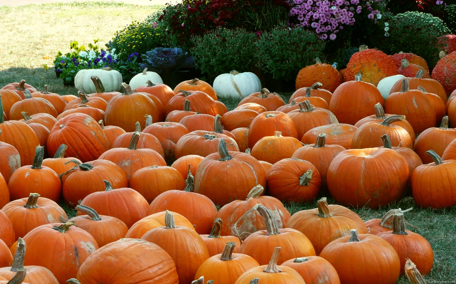Fall Pumpkins Background Image