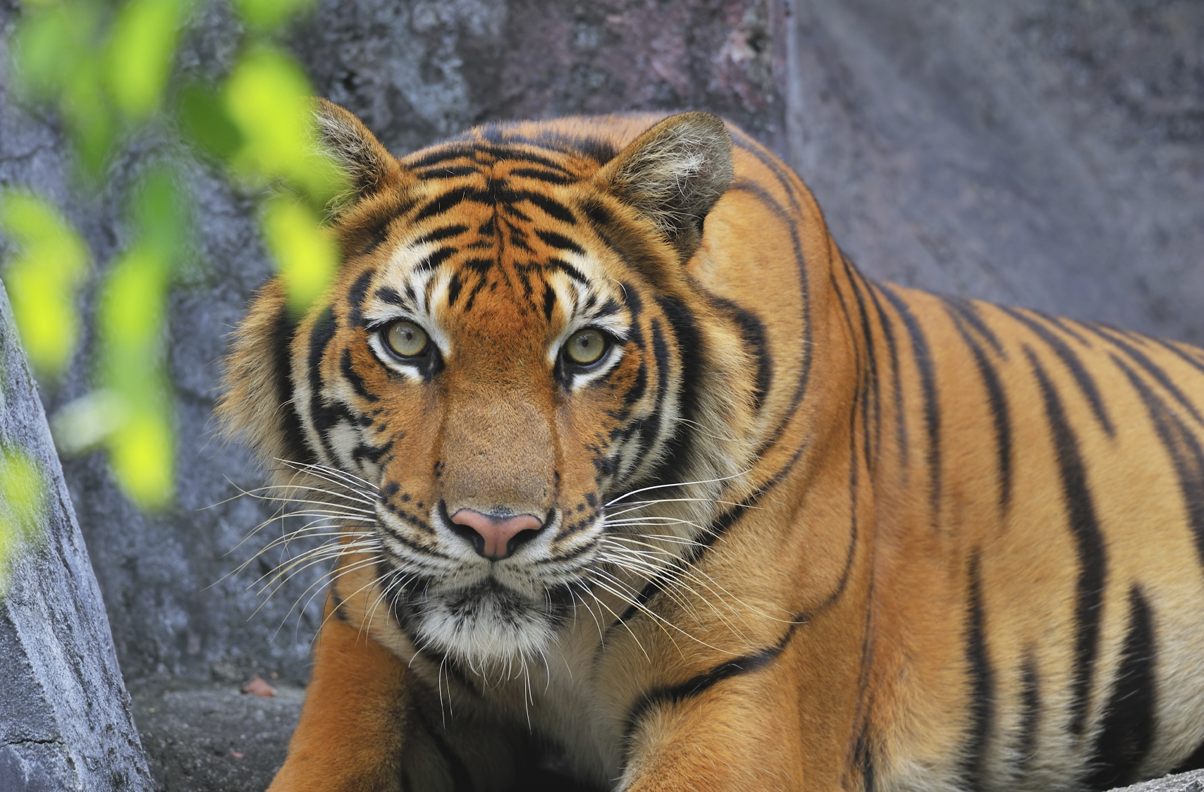  Download Jungle Animals Pictures By charlesa3 Jungle Animals 