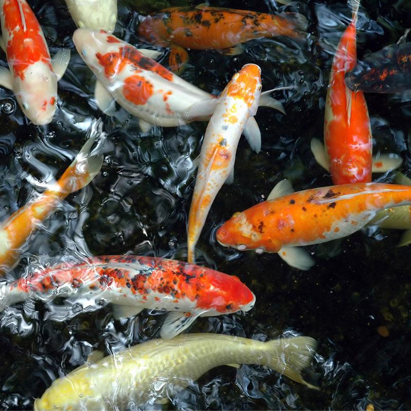 Live Wallpaper Calm And Relaxing With Fancy Koi Fish