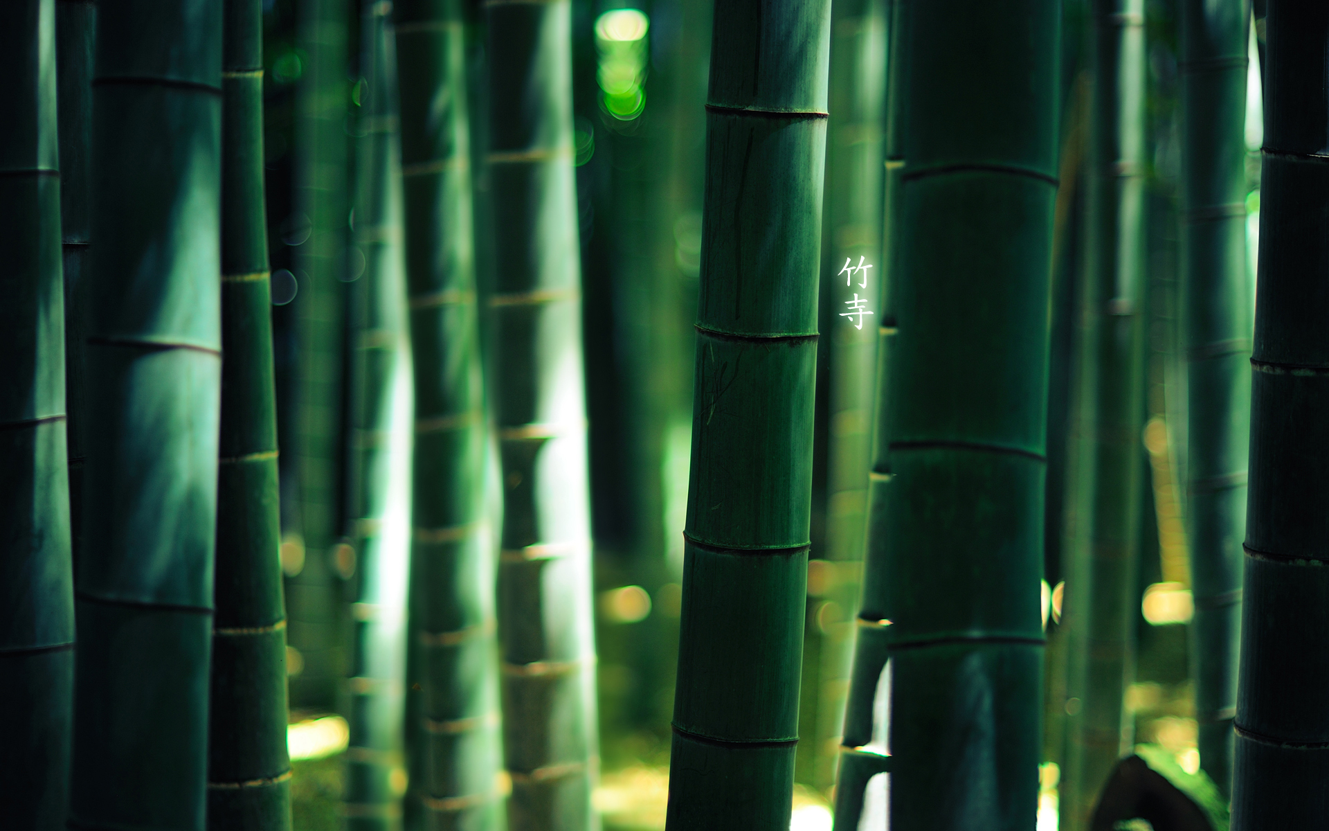 Bamboo Forest Wallpaper HD Desktop
