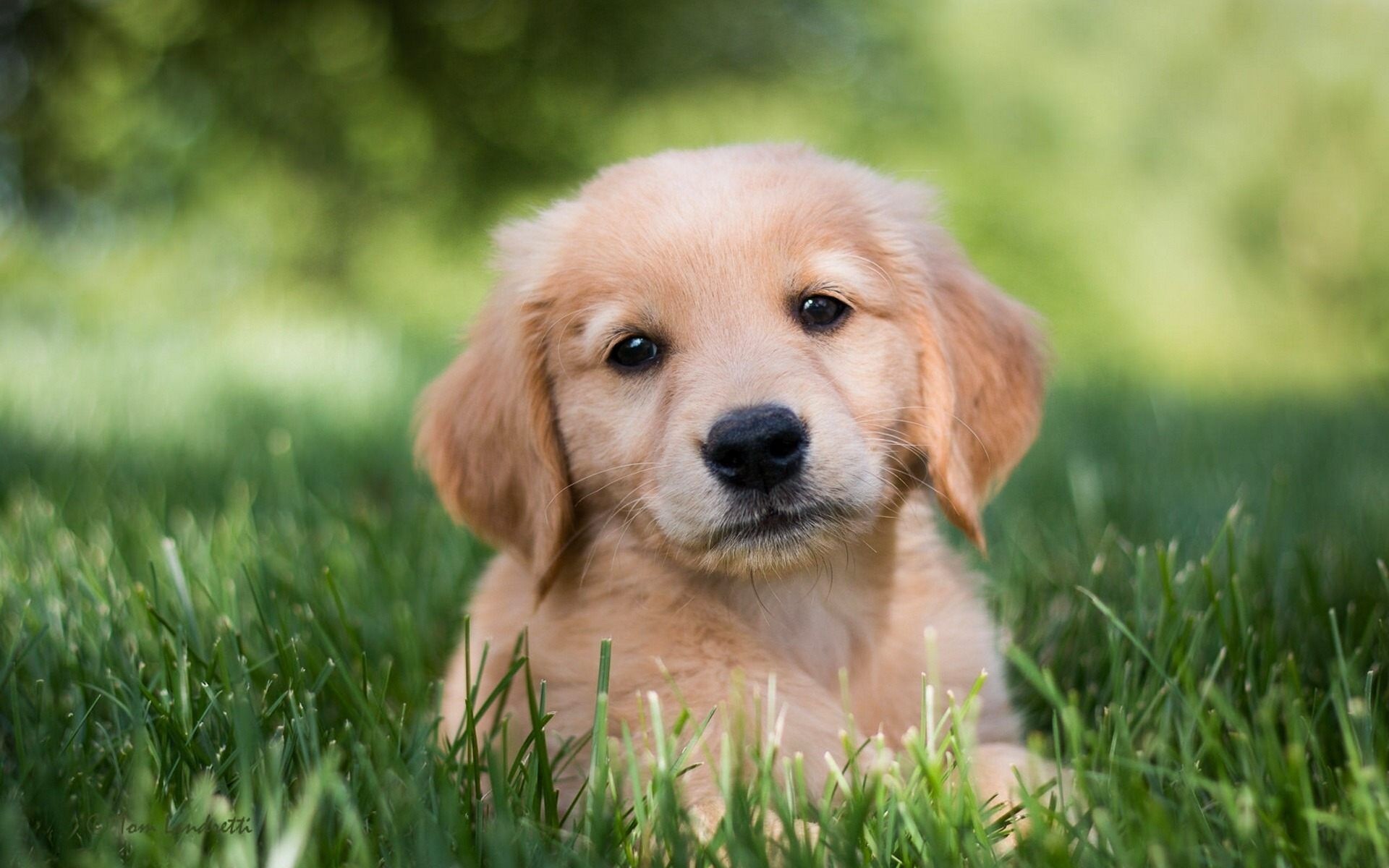 Adorable Golden Retriever Puppy Resting in Green Grass