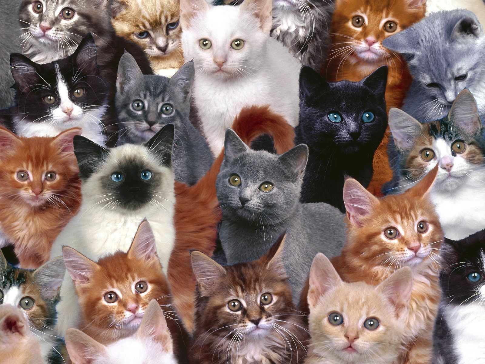 The Coolest Craziest Kitty Cat Desktop Wallpaper On Inter No