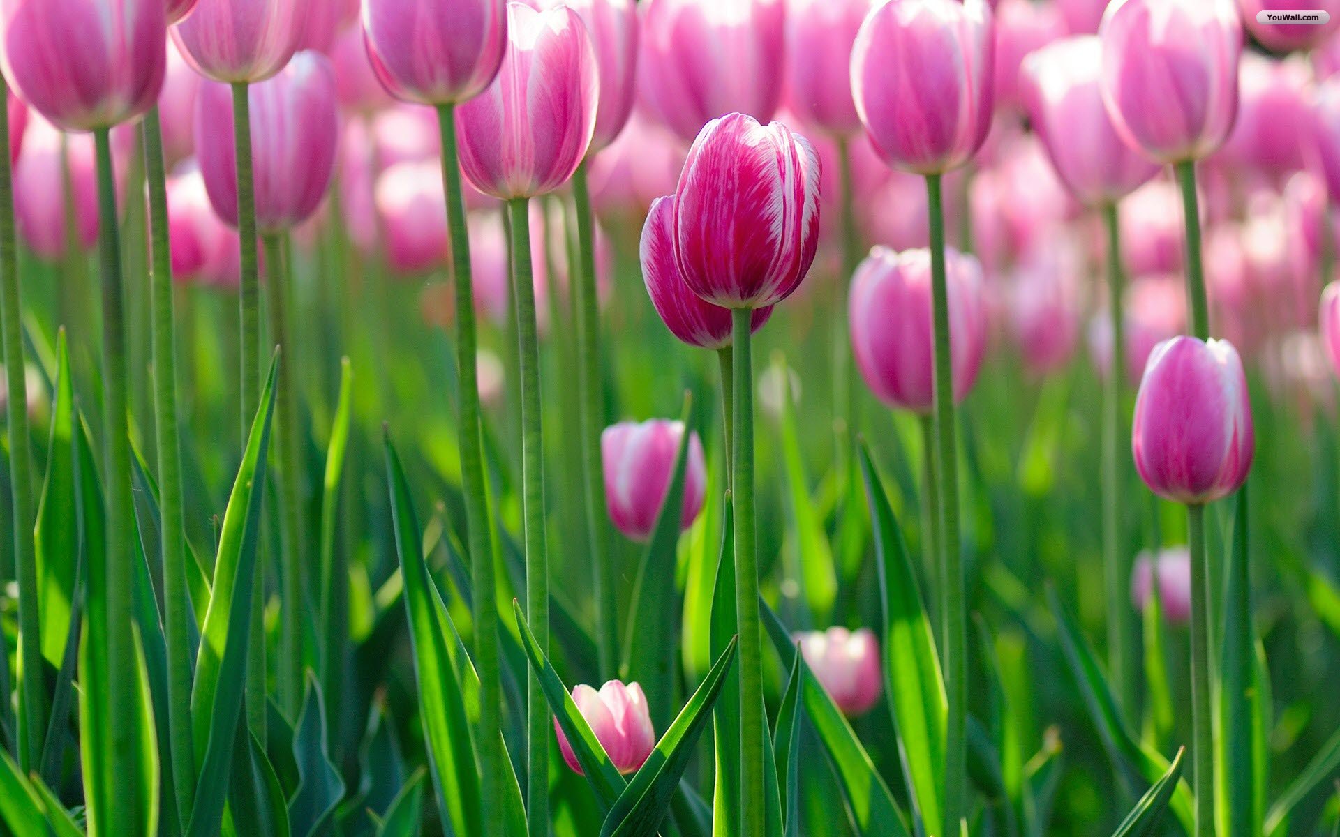 Tulips Wallpaper Photo Desktop