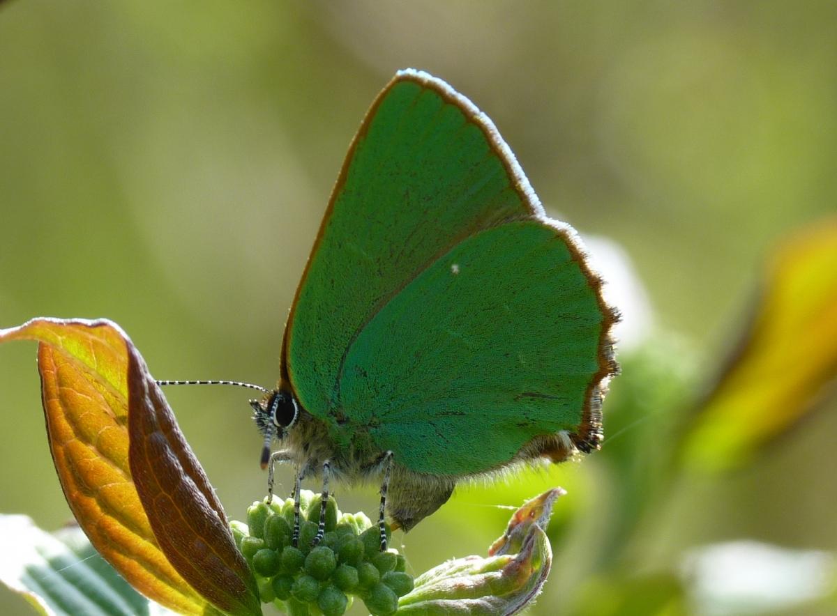 Green Butterfly Wallpaper And Pictures For