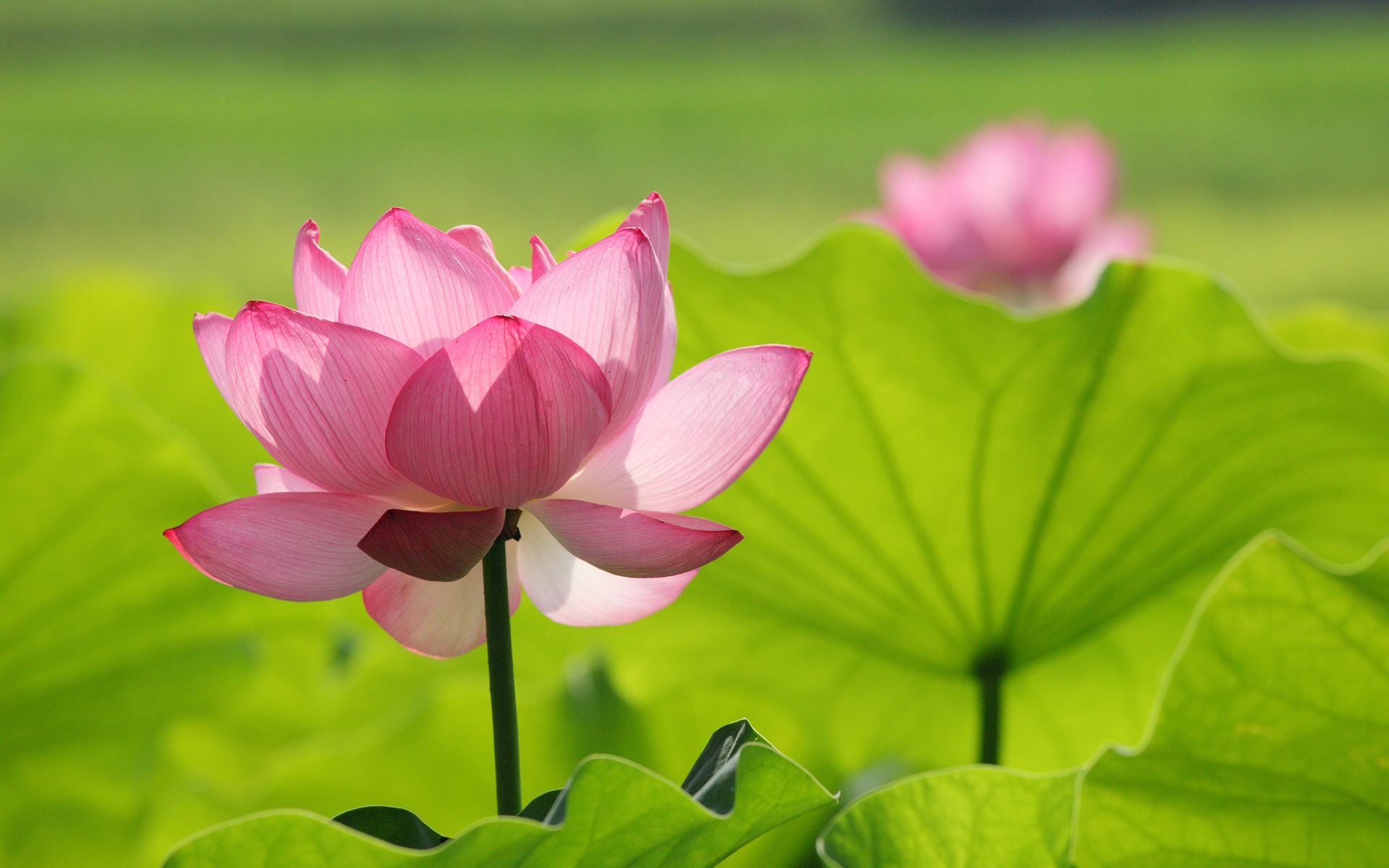 Lotus Flower Wallpaper Pictures Image