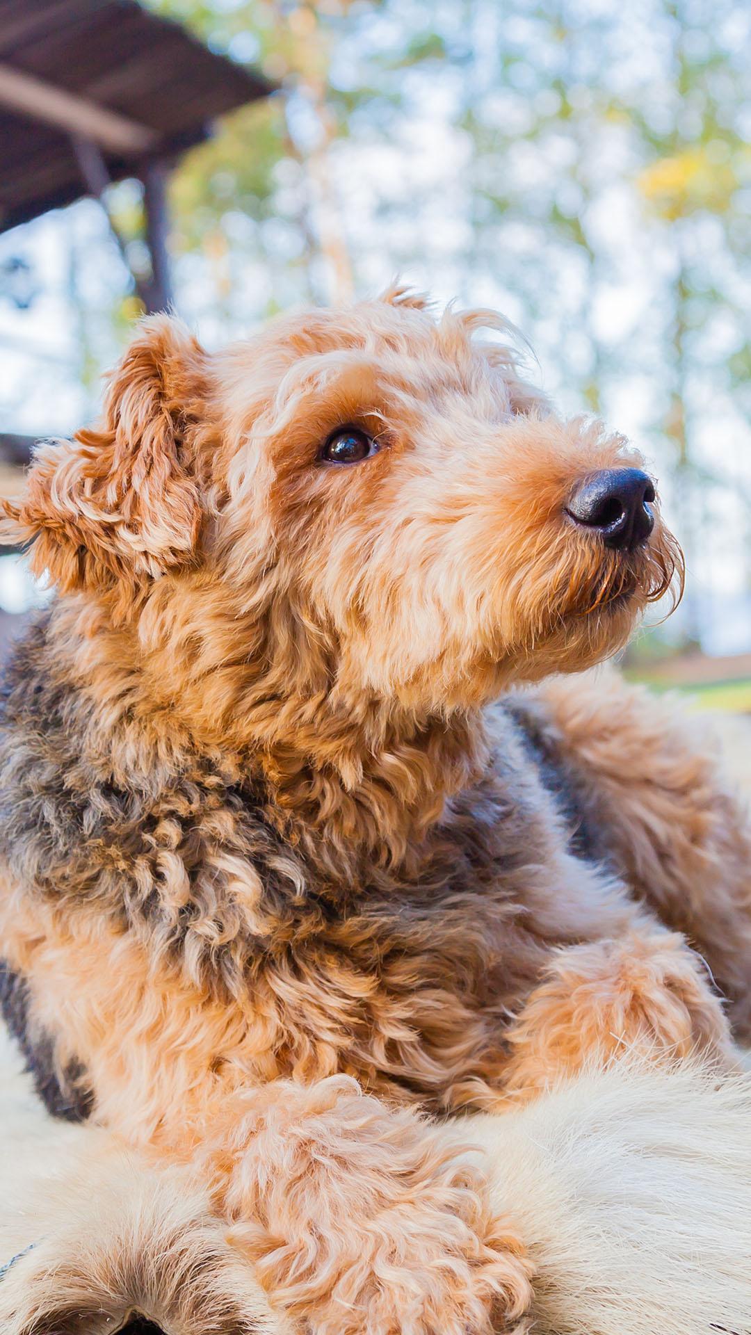 Airedale Terrier Wallpaper For Android Apk